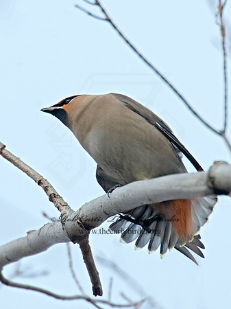 Bombycilla garrulus  BOHEMIAN WAXWING  6035607