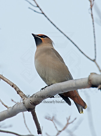Bombycilla garrulus  BOHEMIAN WAXWING  6035610