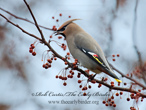 Bombycilla garrulus  BOHEMIAN WAXWING  6036474