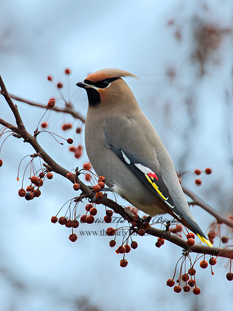 Bombycilla garrulus  BOHEMIAN WAXWING  6036476