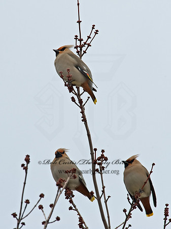 Bombycilla garrulus  BOHEMIAN WAXWING  8001150