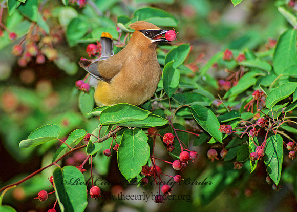 Bombycilla cedorum  CEDAR WAXWING 95608