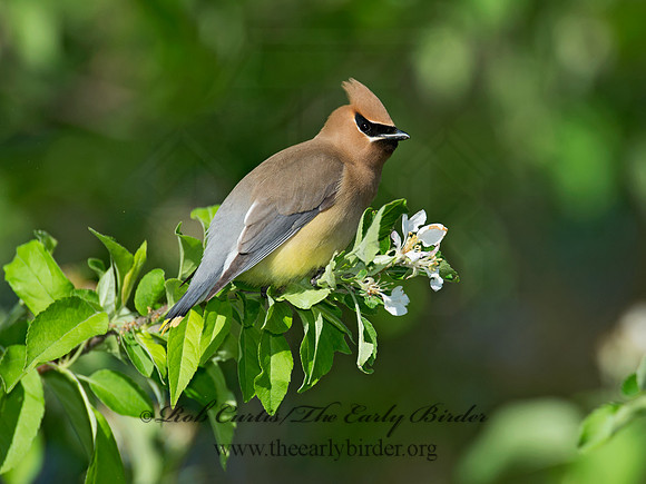 Bombycilla cedorum  CEDAR WAXWING 9011477