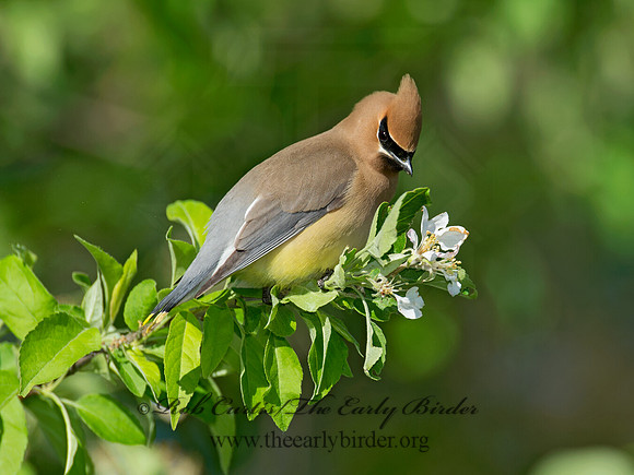 Bombycilla cedorum  CEDAR WAXWING 9011478