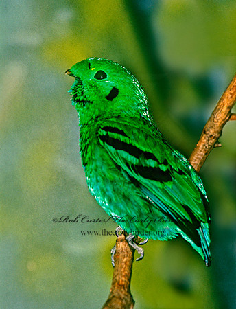 Calyptomena viridis  LESSER GREEN BROADBILL 282333