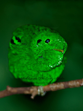 Calyptomena viridis  LESSER GREEN BROADBILL 6018319