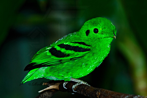 Calyptomena viridis  LESSER GREEN BROADBILL 6018826