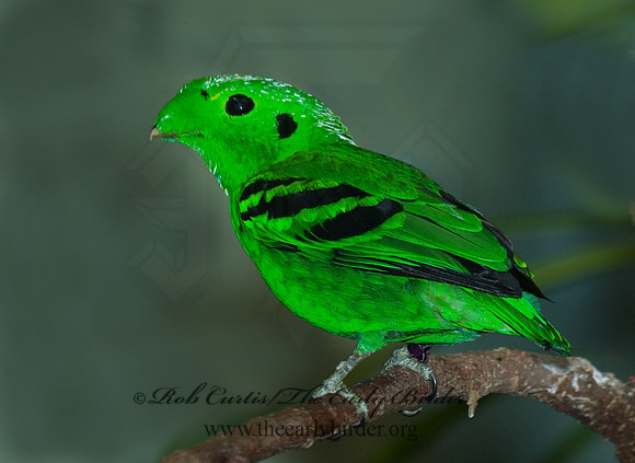 Calyptomena viridis  LESSER GREEN BROADBILL 6018804