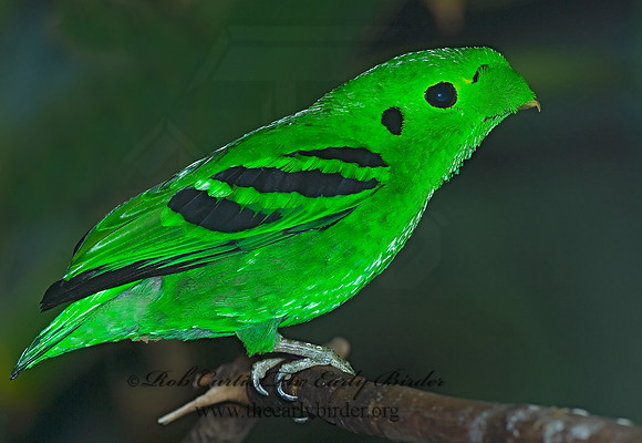 Calyptomena viridis  LESSER GREEN BROADBILL 6018823