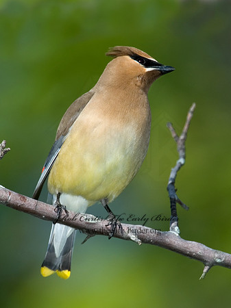 Bombycilla cedorum  CEDAR WAXWING 5007131