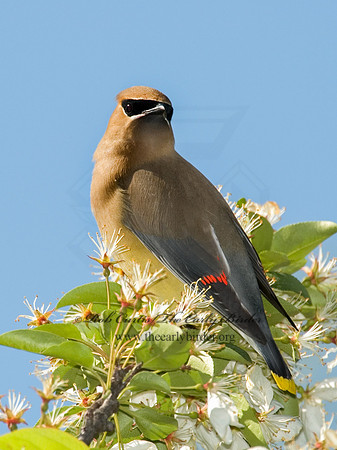 Bombycilla cedorum  CEDAR WAXWING 5007144