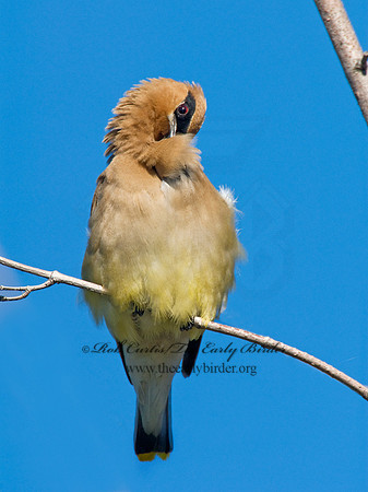 Bombycilla cedorum  CEDAR WAXWING 7015051