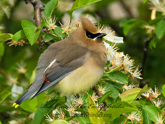 Bombycilla cedorum  CEDAR WAXWING 7014807
