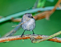 Psaltriparus minimus BUSHTIT 146029