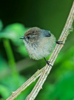 Psaltriparus minimus BUSHTIT 146114