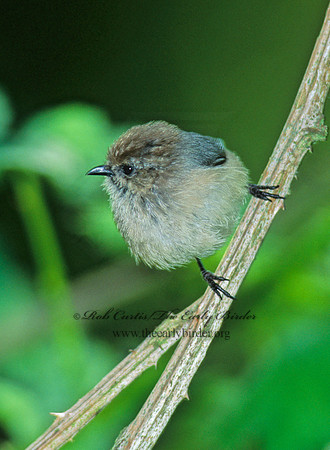 Psaltriparus minimus  BUSHTIT 146114