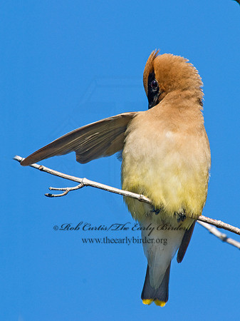 Bombycilla cedorum  CEDAR WAXWING 7015055