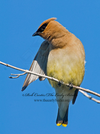 Bombycilla cedorum  CEDAR WAXWING 7015058