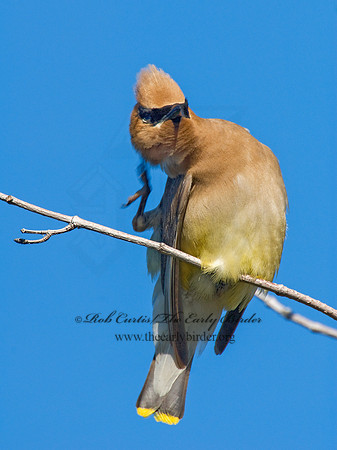 Bombycilla cedorum  CEDAR WAXWING 7015057