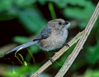 Psaltriparus minimus BUSHTIT 146106