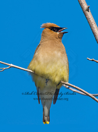 Bombycilla cedorum  CEDAR WAXWING 7015060
