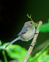 Psaltriparus minimus BUSHTIT 146101,"1"