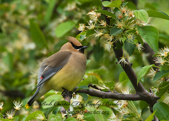 Bombycilla cedorum  CEDAR WAXWING 8004107