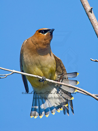 Bombycilla cedorum  CEDAR WAXWING 7015062
