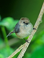 Psaltriparus minimus BUSHTIT 146115