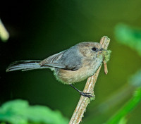 Psaltriparus minimus BUSHTIT 146118