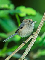 Psaltriparus minimus BUSHTIT 146136
