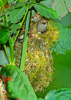Psaltriparus minimus BUSHTIT 146232