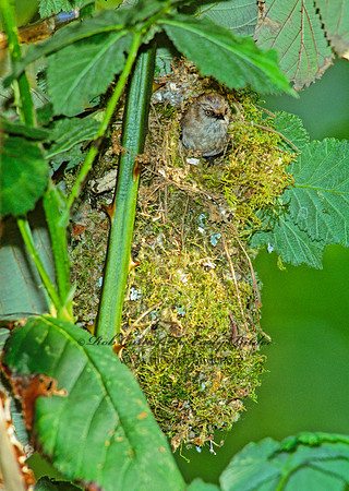 Psaltriparus minimus  BUSHTIT 146232