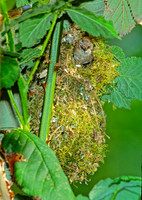 Psaltriparus minimus BUSHTIT 146233