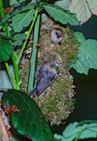 Psaltriparus minimus BUSHTIT 146309