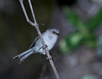 Psaltriparus minimus BUSHTIT 7008977