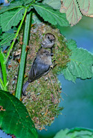 Psaltriparus minimus BUSHTIT 146330-2