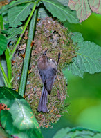 Psaltriparus minimus BUSHTIT 146336