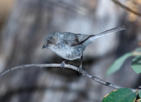 Psaltriparus minimus BUSHTIT 7008980