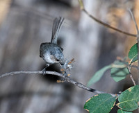 Psaltriparus minimus BUSHTIT 7008982
