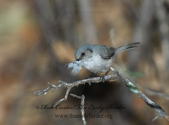 Psaltriparus minimus  BUSHTIT 7008983