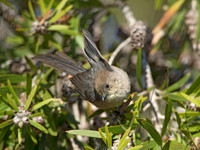 Psaltriparus minimus BUSHTIT 9055067