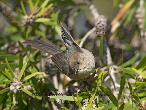 Psaltriparus minimus  BUSHTIT 9055067