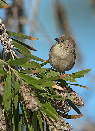 Psaltriparus minimus  BUSHTIT 9055070