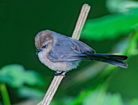 Psaltriparus minimus BUSHTIT 146034