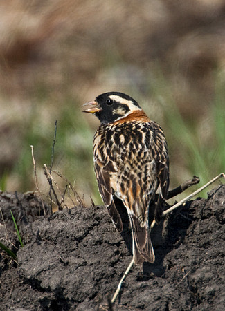 Calcarius lapponicus  LAPLAND LONGSPUR 7016001-1