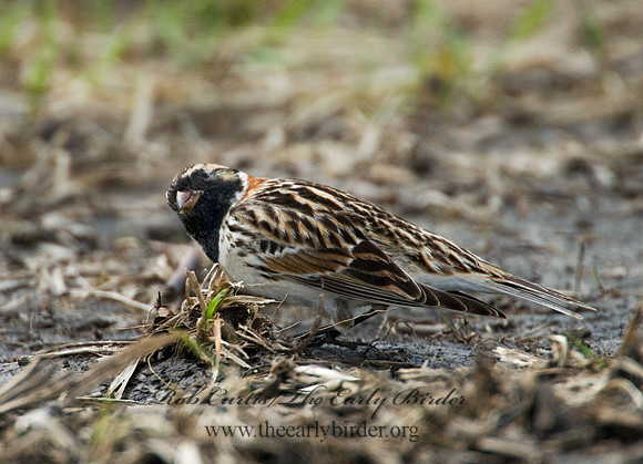 Calcarius lapponicus  LAPLAND LONGSPUR 7015997-1