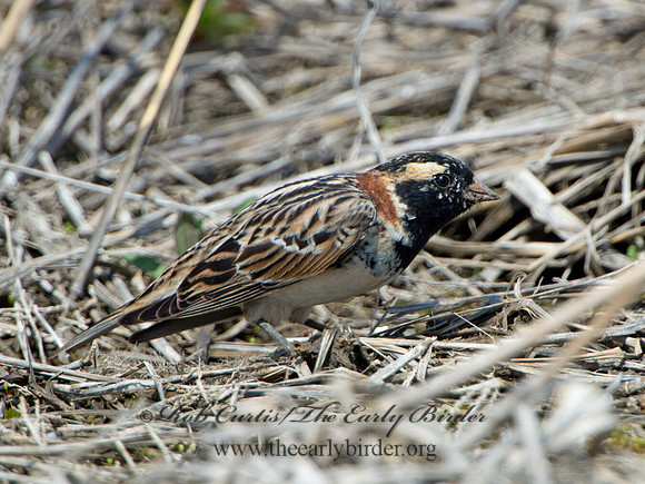 Calcarius lapponicus  LAPLAND LONGSPUR 9036914