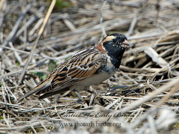 Calcarius lapponicus  LAPLAND LONGSPUR 9036916