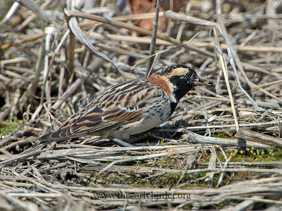 Calcarius lapponicus  LAPLAND LONGSPUR 9036927